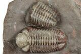 Colorful Austerops Trilobite Fossil - Jorf, Morocco #328589-2